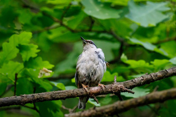 Eurasian nuthatch sitting on branch of tree under green leaves after cleaning feathers. Cute common park songbird in wildlife.