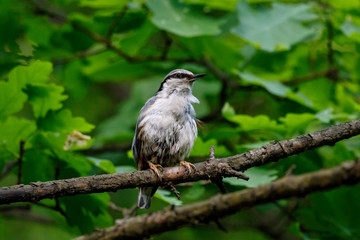 Eurasian nuthatch sitting on branch of tree under green leaves after cleaning feathers. Cute common park songbird in wildlife.