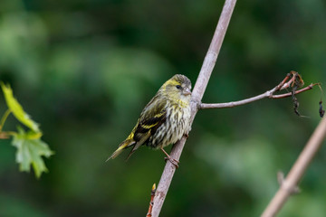 Eurasian siskin female sitting on branch of bush. Cute little yellow spotted songbird. Bird in wildlife.