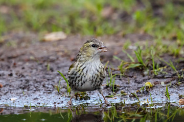 Eurasian siskin female drinking water from puddle. Cute little yellow songbird in wildlife.