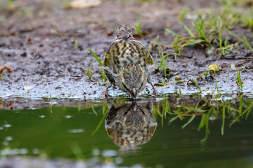 Eurasian siskin female drinking water from puddle. Cute little yellow songbird in wildlife.