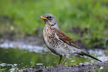 Fieldfare collecting dirt for nest. Cute common brown thrush on ground. Bird in wildlife.