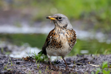 Fieldfare collecting dirt for nest. Cute common brown thrush on ground. Bird in wildlife.