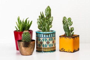 Conjunto de cactus en macetas sobre un fondo blanco aislado. Vista de frente. Copy space