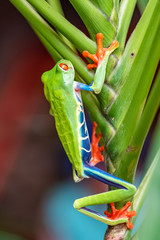 A red-eyed tree frog, Agalychnis callidryas, funny frog in Costa Rica, climbing on a parakeet flower