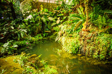 garden full of vegetation in Thailand with many plants and a small river