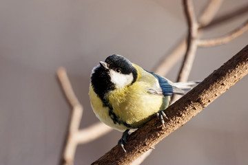 Great tit sitting on branch of tree portrait. Cute bright common park songbird in wildlife.