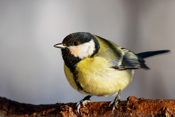 Great tit sitting on branch of tree portrait. Cute bright common park songbird in wildlife.