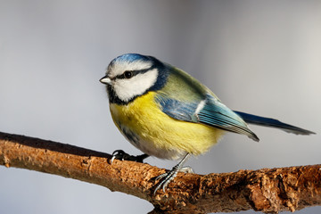 Blue tit sitting on branch of tree portrait. Cute bright common little yellow songbird in wildlife.