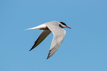 Common tern flying under blue sky. Cute agile common white waterbird. Bird in wildlife.