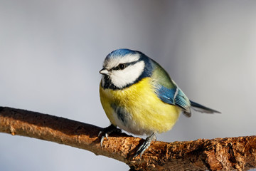 Blue tit sitting on branch of tree portrait. Cute bright common little yellow songbird in wildlife.
