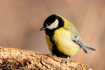 Obraz premium Great tit sitting on branch of tree portrait. Cute bright common park songbird in wildlife.