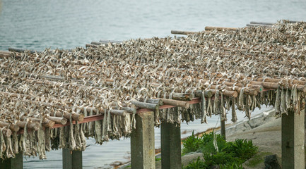 stockfish on drying racks in the Lofoten Island chain, northern Norway