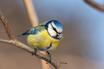 Blue tit sitting on branch of tree portrait. Cute bright common little yellow songbird in wildlife.