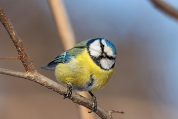 Blue tit sitting on branch of tree portrait. Cute bright common little yellow songbird in wildlife.