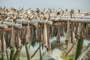 stockfish on drying racks in the Lofoten Island chain, northern Norway