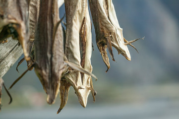 stockfish on drying racks in the Lofoten Island chain, northern Norway