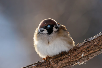 Eurasian tree sparrow sitting on branch. Cute common park brown songbird in wildlife.