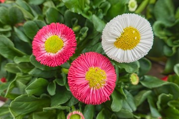 bellis perennis daisy pomponette flower © spetenfia