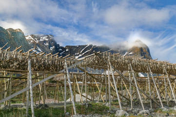 stockfish on drying racks in the Lofoten Island chain, northern Norway
