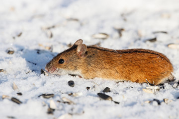 Striped field mouse eating sunflower seeds on snow in winter. Cute little common rodent animal in wildlife.