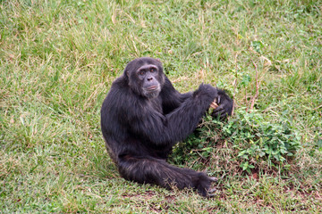 Old chimpanzee relaxing