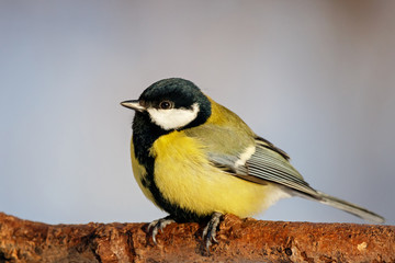 Great tit sitting on branch of tree portrait. Cute bright common park songbird in wildlife.