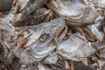 stockfish on drying racks in the Lofoten Island chain, northern Norway