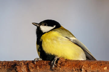 Great tit sitting on branch of tree portrait. Cute bright common park songbird in wildlife.
