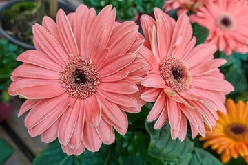 pink gerbera daisy in the vase
