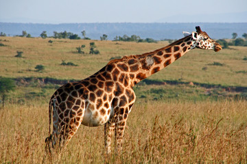 Rothschild giraffe in evening sun