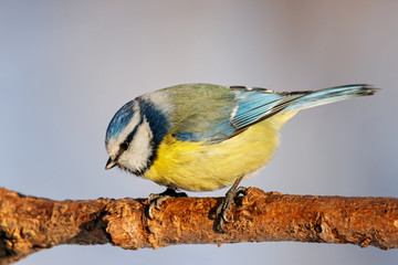Blue tit sitting on branch of tree portrait. Cute bright common little yellow songbird in wildlife.
