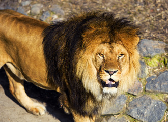 Beautiful Mighty Lion