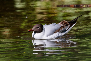 Black-headed gull young swimming on green water. Cute funny common waterbird. Bird in wildlife.