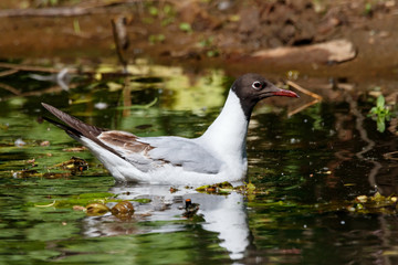 Black-headed gull young swimming on green water. Cute funny common waterbird. Bird in wildlife.
