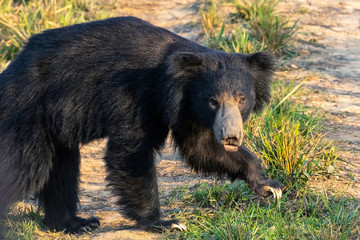 SLOTH BEAR