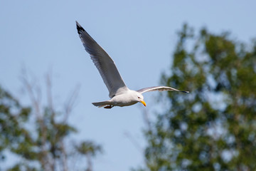 Caspian gull adult in flight. Large waterbird in wildlife.