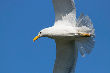 Caspian gull adult in flight. Large waterbird in wildlife.