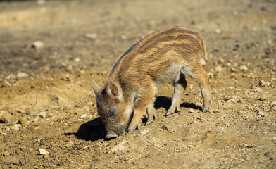 Wild boar in autumn forest