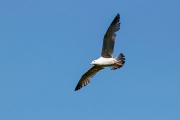 Caspian gull young flying under blue sky. Large waterbird in wildlife.