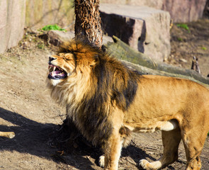 Beautiful Mighty Lion