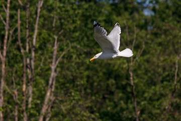 Caspian gull adult in flight. Large waterbird in wildlife.