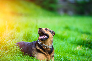 Happy dog