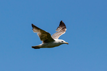 Caspian gull young flying under blue sky. Large waterbird in wildlife.