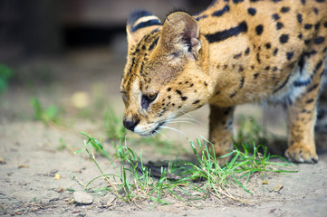 beautiful serval cat