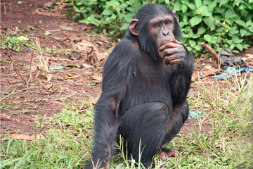 Chimpanzee thinking pose