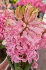 pink hyacinth in the vase