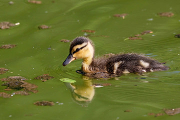 Mallard duckling swimming on water. Cute little baby waterbird in wildlife.