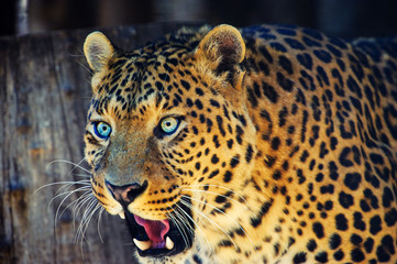 leopard