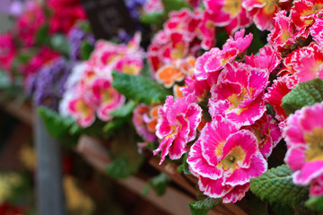Pink Primula spring flowers with yellow middle and white tips on flower stand with blurry flowers in background